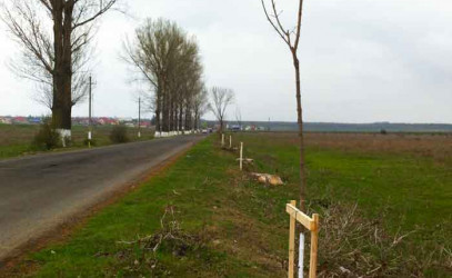Plantare stejari soseaua Cernica-Caldararu.