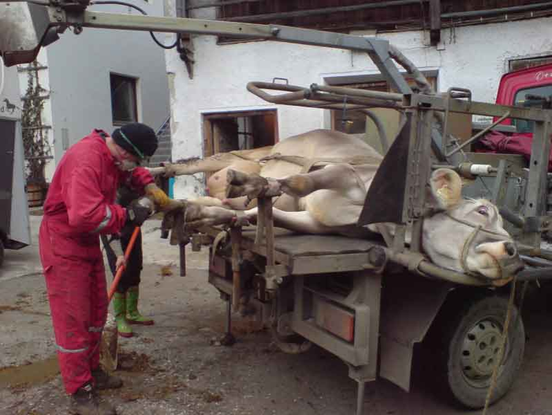 Copitochiură